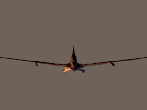 pterodactyl 3D Model