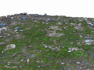 mossy ground 3D Model