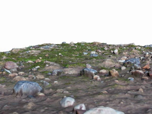mossy ground 3D Model