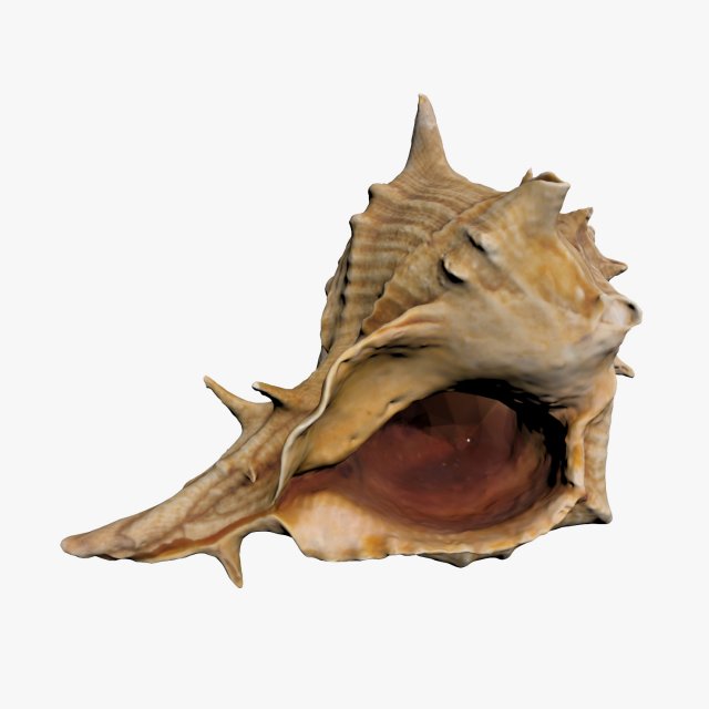 sea shell 3D Model .c4d .max .obj .3ds .fbx .stl .blend 