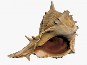 sea shell 3Dモデル