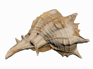 sea shell 3D Model
