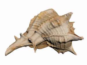 sea shell 3D Model