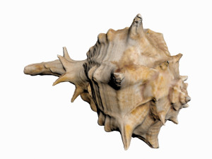 sea shell 3D Model