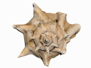 sea shell 3D Model