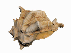 sea shell 3D Model