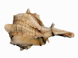 sea shell 3D Model