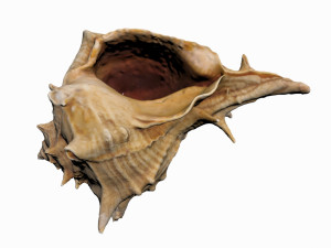 sea shell 3D Model