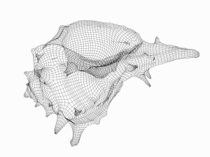 sea shell 3D Model