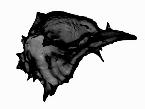 sea shell 3D Model