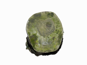 mossy log 3D Model