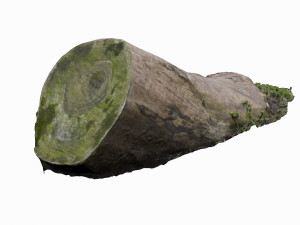 mossy log 3D Model