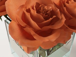 rose orange 3D Model