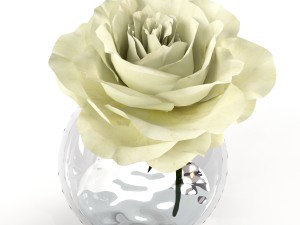 roses white in a glass vessel 3D मॉडल