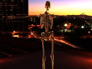 human skeleton 3D Model