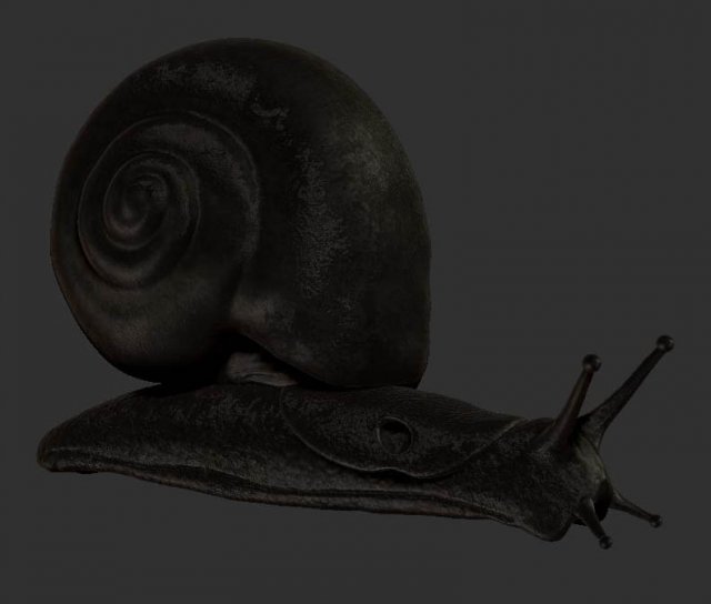 snail Model 3D .c4d .max .obj .3ds .fbx .stl .blend 