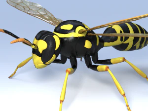 Wespe 3D Modell
