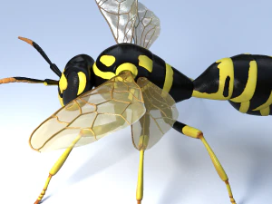 wasp 3D Model