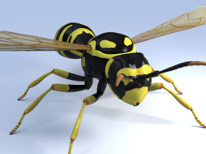 wasp 3Dモデル