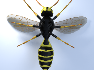 wasp 3Dモデル
