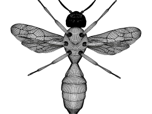 wasp 3Dモデル