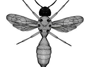wasp 3D Model