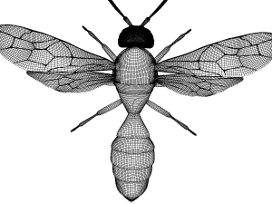 wasp 3Dモデル