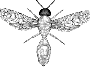 wasp 3Dモデル