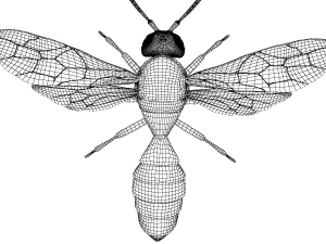 wasp 3D Model