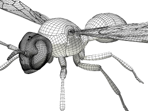 wasp 3Dモデル