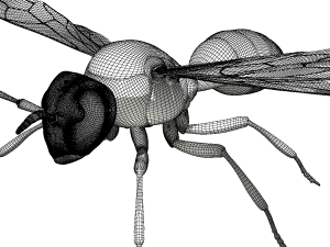wasp 3Dモデル