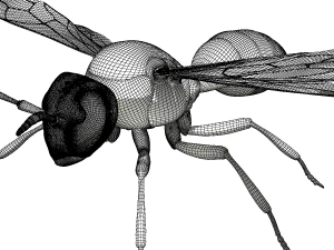 wasp 3D Model