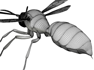 wasp 3Dモデル