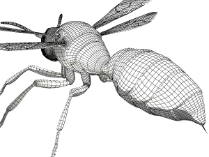 wasp 3D Model