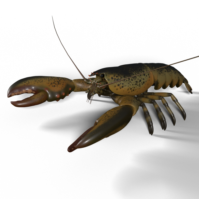 lobster 3D Model .c4d .max .obj .3ds .fbx .stl .blend 