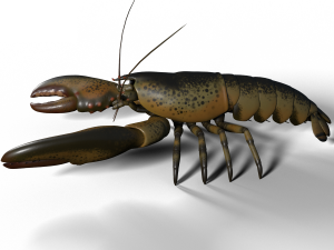 lobster 3D Model