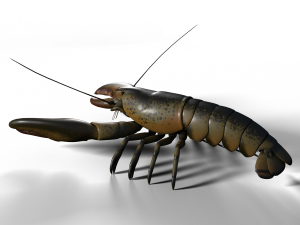 lobster 3D Model