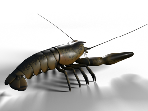 lobster 3D Model