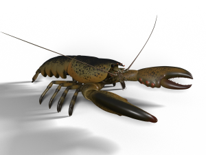 lobster 3D Model