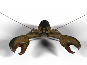 lobster 3D Model