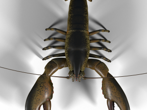 lobster 3D Model