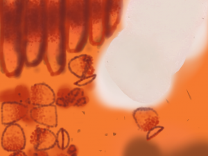 lobster dish 3Dモデル