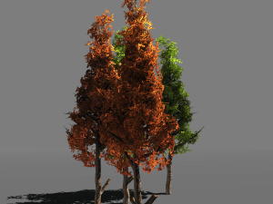 tree pack 1blackgum 3D 模型