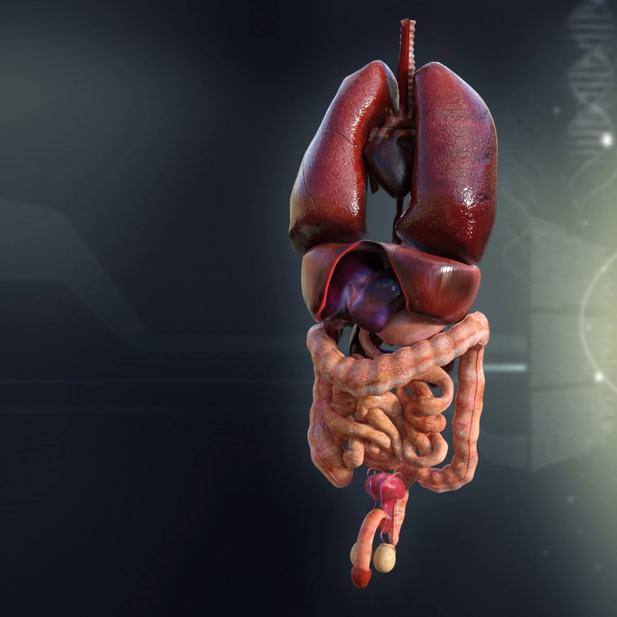 human male internal organs 3D Model .c4d .max .obj .3ds .fbx .stl .blend 