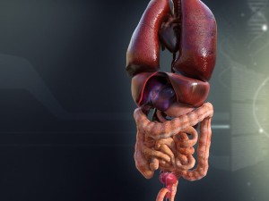 human male internal organs 3D 模型