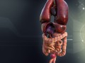 human male internal organs 3D Model