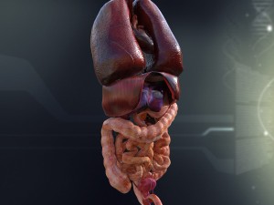 human male internal organs Model 3D