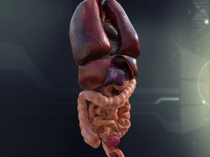 human male internal organs 3D Model