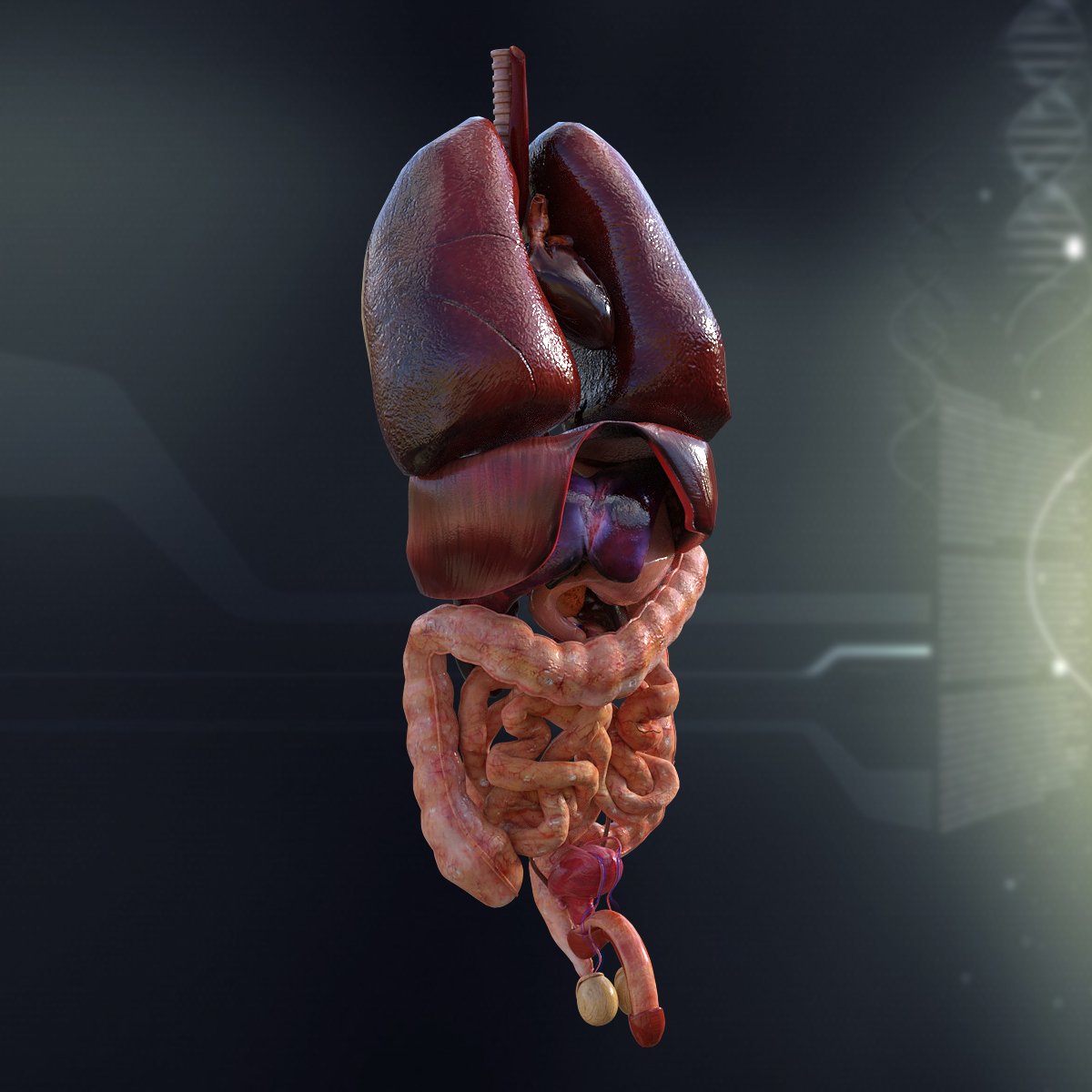 Настоящий человеческий. Внутренние органы человека 3д. Анатомия внутренних органов человека 3д.