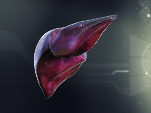 human male internal organs Model 3D